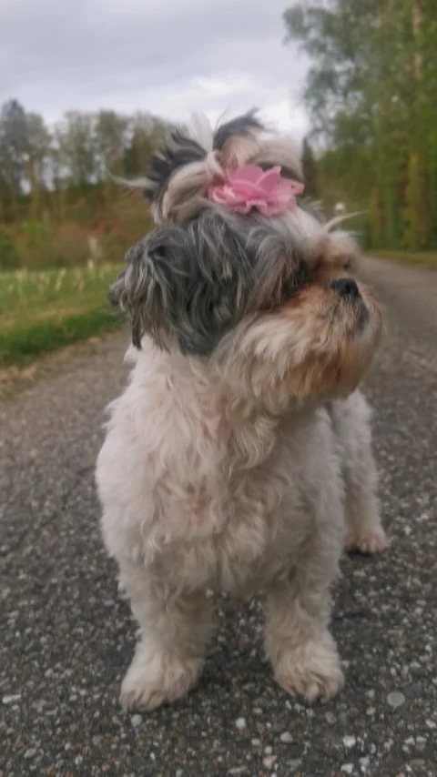 🙈 Meine Hündin Bella 🐩🐾, wenn die Kamera rauskommt:
'Ich war nie hier. Ich kenn euch nicht. Und nein, ich schau nicht in die Linse!' 😃
Markiere jemanden, der genauso fotoscheu ist wie sie – wir wissen, dass du existierst, auch ohne Beweisfoto! 😆😂

Minha cachorrinha Bella quando vê a câmera :
"Eu nunca estive aqui, eu não conheço vcs, e não, eu não vou olhar para a câmera!" 😃 Ela não gosta de câmeras de jeito nenhum 😂 Se conhece alguém assim, pode marcar aki.+ ⏩ Eu sei que vc existe, mesmo sem foto 😃😆😂
. 
#funnydog #familylife #petvideo
#funnydogvideo #lustigehunde #hundeliebe #dogmomlife #paparazzi #hundepaparazzi #mydogmylife #singerslife #shihtzu